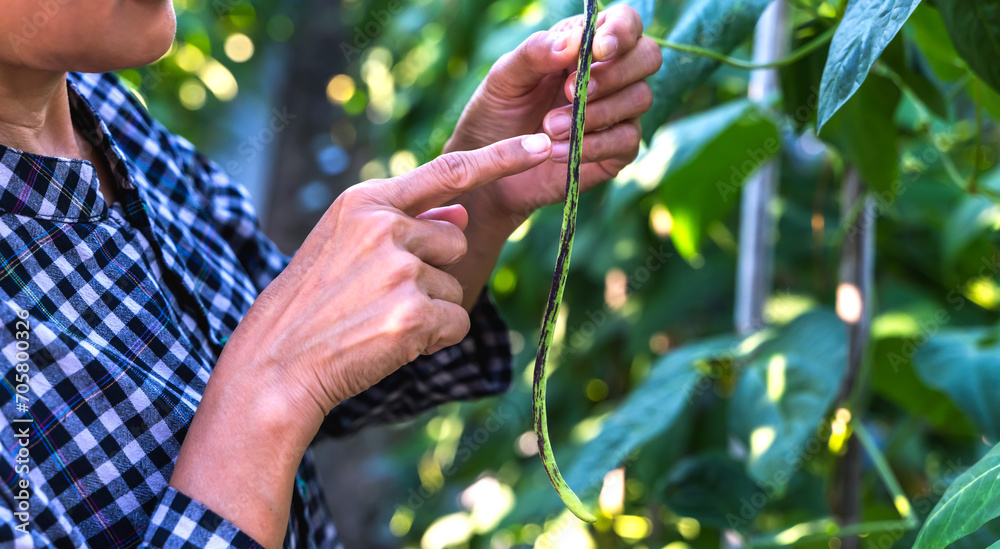 Gardener picking fresh green long bean from tree in garden, Gardener picking fresh green long bean from tree in garden,
