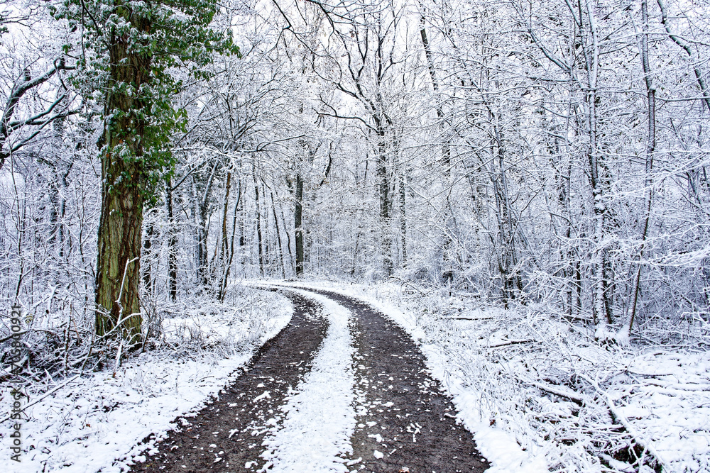 Fototapeta premium A wonderful winter forest in Bavaria