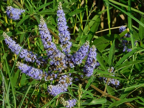 Obraz na plátně Chaste tree, or vitex agnus castus flowers