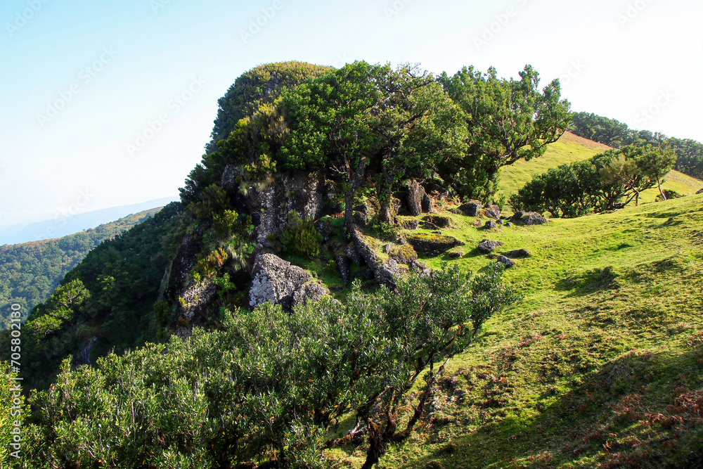 Rocky mountains in the Fanal subtropical forest on Madeira island, Portugal
