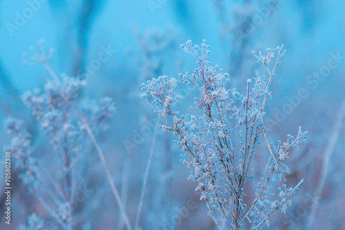 Ice and frost on uncultivated meadow plants in cold foggy winter morning © Bits and Splits