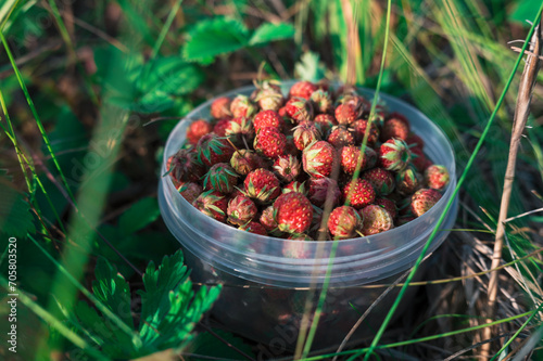Gathering wild strawberry