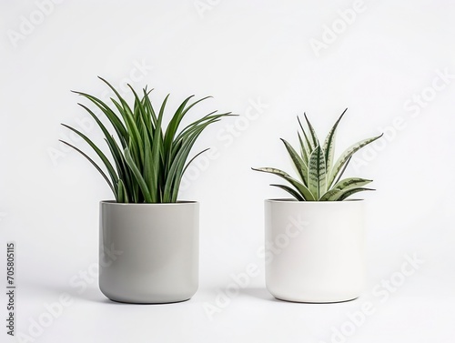 plant in flowerpot