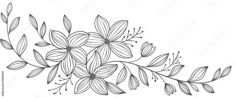Outline Floral Botany. flower vector drawings. Black and white floral line art on transparent backgrounds. Hand Drawn Botanical Illustrations.Vector.