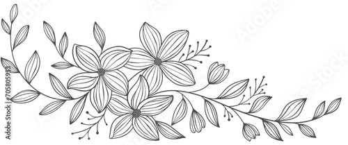 Outline Floral Botany. flower vector drawings. Black and white floral line art on transparent backgrounds. Hand Drawn Botanical Illustrations.Vector.