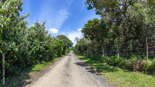 Long Straight Road Tropical Trees Rural Landscape
