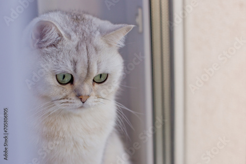 Cute white british short hair cat sitting look at the window