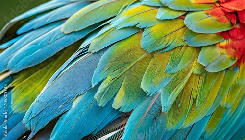 close up of macaw wing feathers caribbean photo
