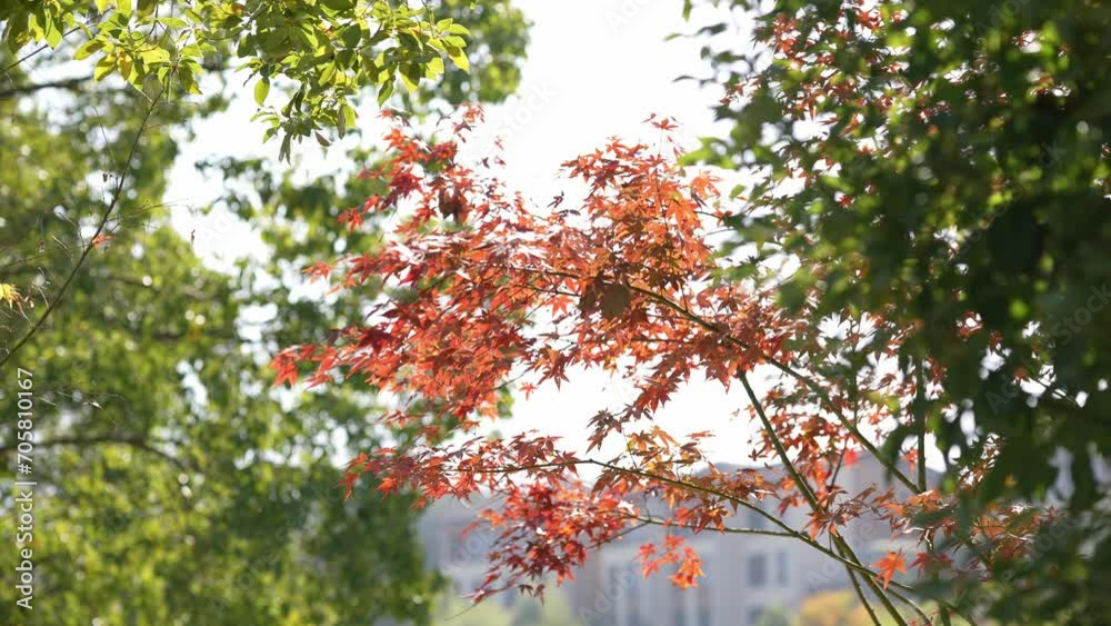 red maple tree red maple tree
