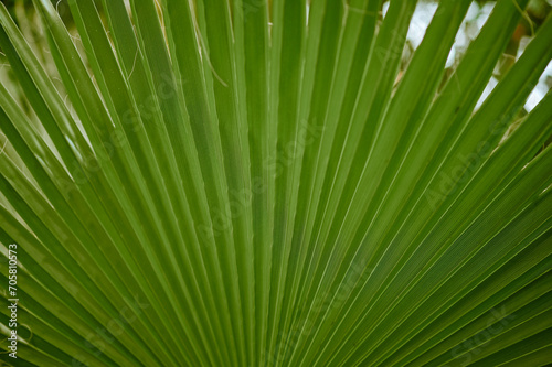 The background is made of textured tropical palm foliage.