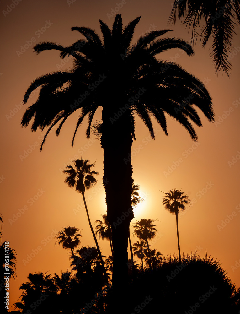 Silhouette of a date palm tree with Mexican fan palm trees in the background at sunset