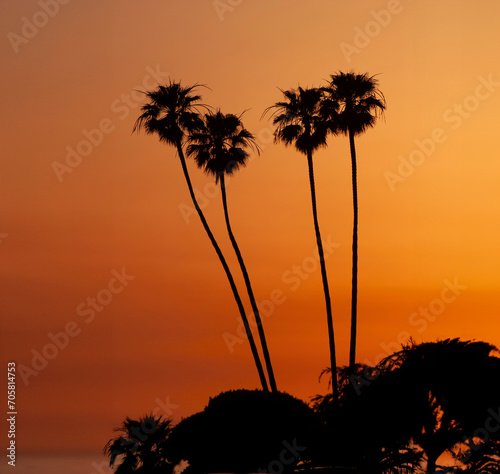 Silhouette of four Mexican fan palm trees in the background at sunset