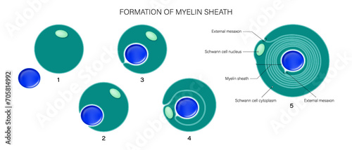 Schwann cells vector. Formation of myelin sheath. Myelin sheath of the neuron anatomy.