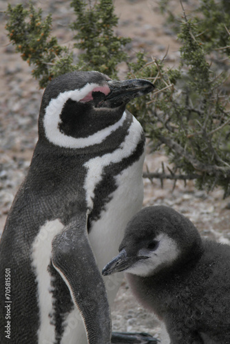 Punta Tombo is home to the world’s largest colony of Magellanic penguins. You can also see other wildlife like guanacos and ñandúes.
