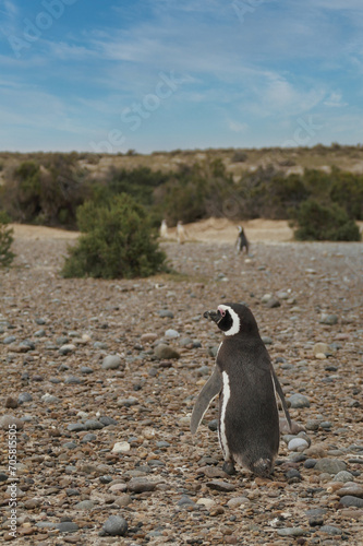 Punta Tombo is home to the world’s largest colony of Magellanic penguins. You can also see other wildlife like guanacos and ñandúes.