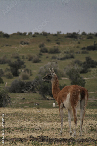 Punta Tombo is home to the world’s largest colony of Magellanic penguins. You can also see other wildlife like guanacos and ñandúes.