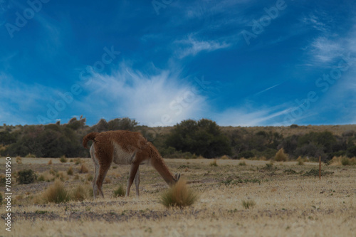 Punta Tombo is home to the world’s largest colony of Magellanic penguins. You can also see other wildlife like guanacos and ñandúes.