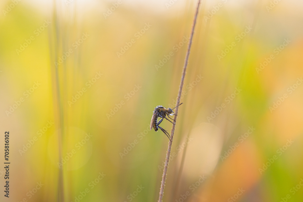 toxpora insect or often called toxpora insect or often called