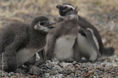 Punta Tombo is home to the world’s largest colony of Magellanic penguins. You can also see other wildlife like guanacos and ñandúes.