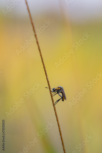 toxpora insect or often called 