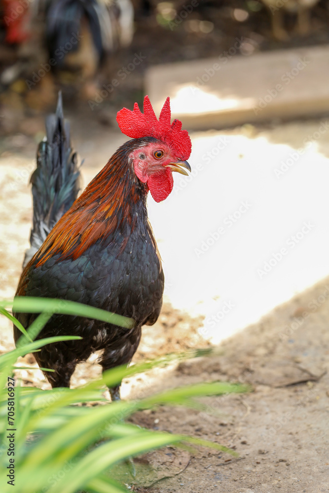 The fighting cock in garden nature farm at thailand