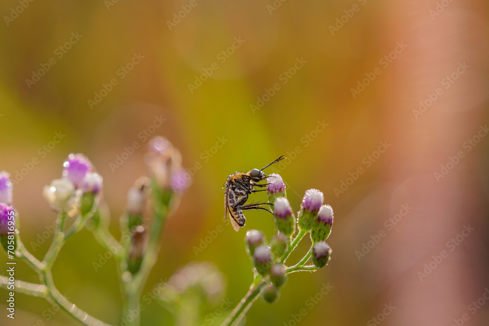 toxpora insect or often called toxpora insect or often called