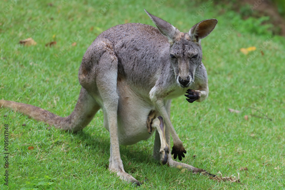 The kangaroo is stay and eat grass in garden The kangaroo is stay and eat grass in garden