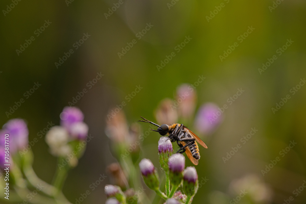toxpora insect or often called toxpora insect or often called