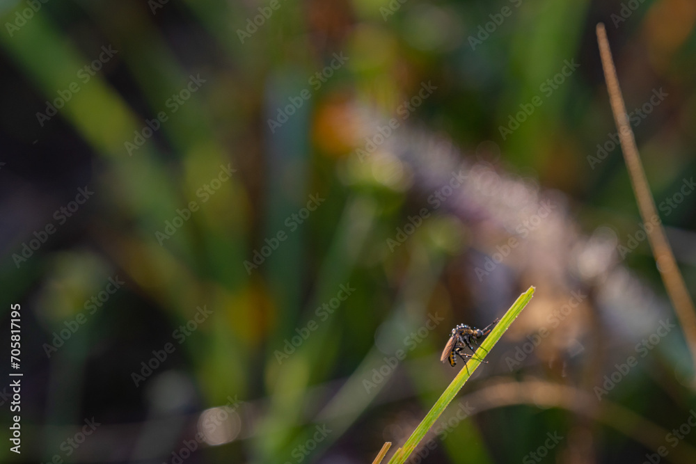 toxpora insect or often called toxpora insect or often called