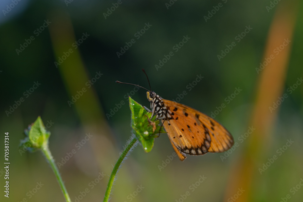 yellow butterfly with a beautiful background, as well as details of a butterfly yellow butterfly with a beautiful background, as well as details of a butterfly