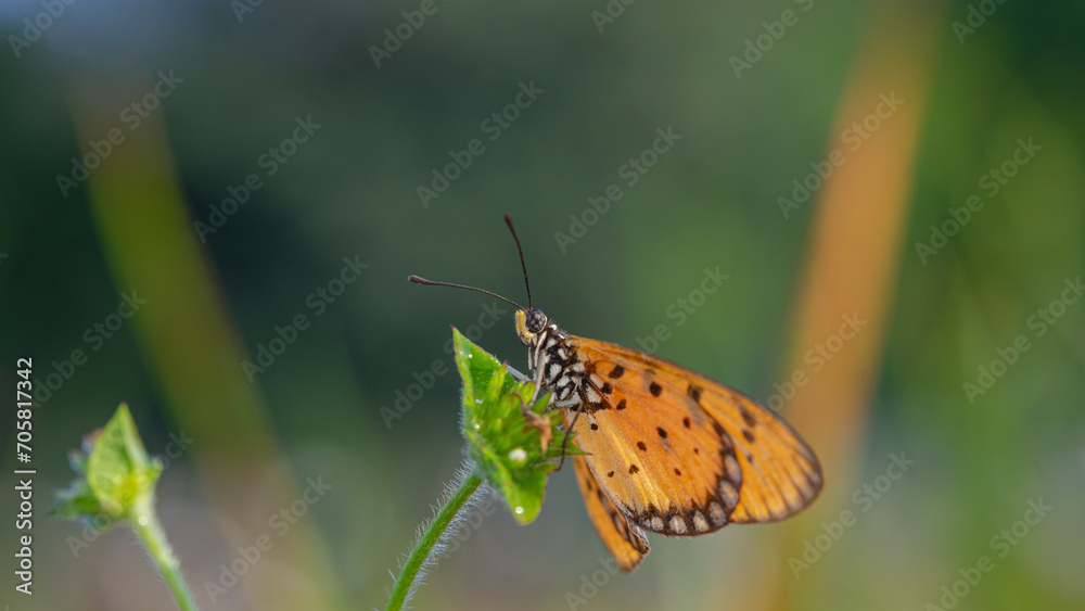 yellow butterfly with a beautiful background, as well as details of a butterfly yellow butterfly with a beautiful background, as well as details of a butterfly