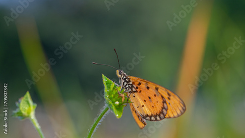 yellow butterfly with a beautiful background, as well as details of a butterfly