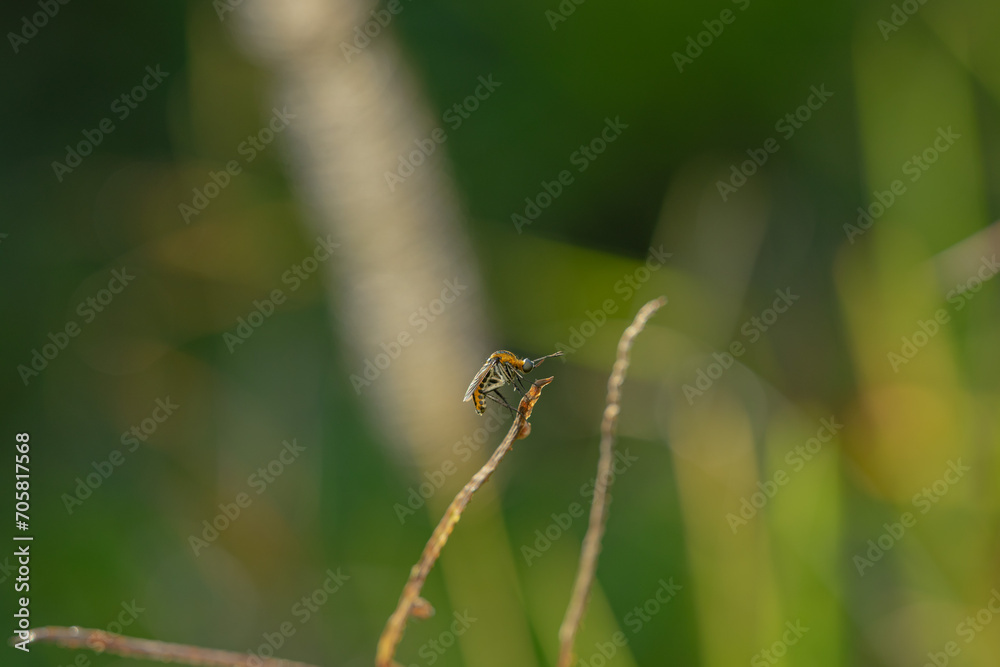 toxpora insect or often called toxpora insect or often called