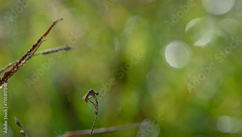 toxpora insect or often called "hunchback", taken at a very close distance with a very beautiful blurry background © parianto