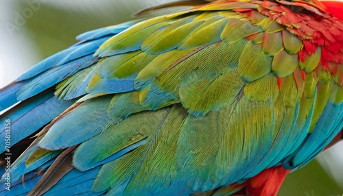 close up of macaw wing feathers caribbean photo