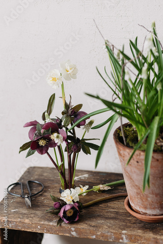 Beautiful helleborus, muscari and daffodil composition on kenzan, rural flower pot and scissors on aged wooden background. Spring flowers rustic still life. First spring flowers gardening