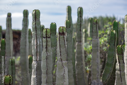 Close up on a cactus bush in protected area, tropical plant in Tenerife southern park