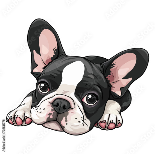 french bulldog puppy lying down