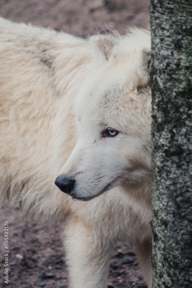 loup, oiseaux, serpent, caméléon, panda roux, zoo, félin, carnivore, gros chat loup, oiseaux, serpent, caméléon, panda roux, zoo, félin, carnivore, gros chat