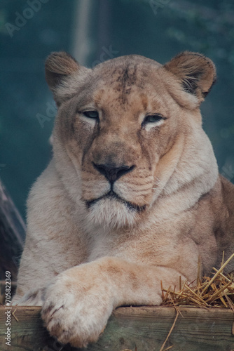 loup  oiseaux  serpent  cam  l  on  panda roux  zoo   f  lin  carnivore  gros chat