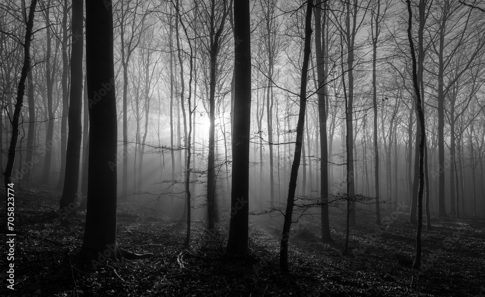 Fototapeta premium Forest with beech and oak trees in Iserlohn Sauerland Germany. Misty, dark and foggy atmosphere on a winter morning with low sun flashing though the trunks. Black and white. Scary natural surrounding.