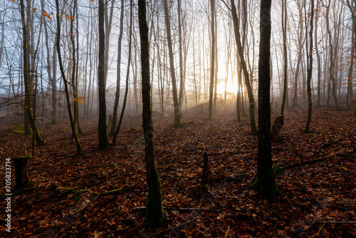 Misty forest in autumn season with mystic warm sunlight. Trunks of beech  fagus  and oak  quercus  trees early in the morning. Scenery in Iserlohn  Sauerland Germany. Idyllic atmosphere with low sun.