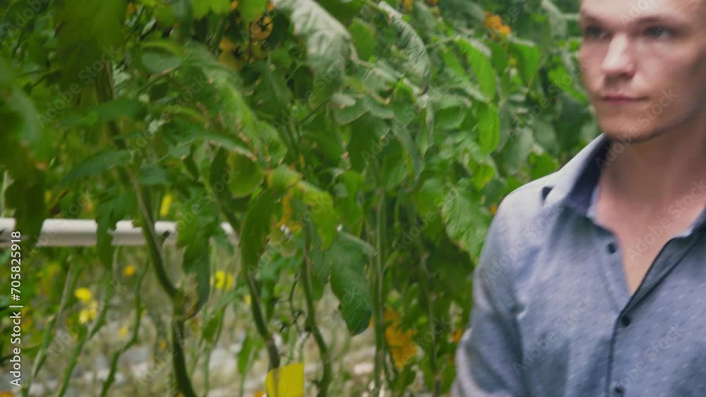 close-up of a hand A young man cuts with scissors while harvesting a large branch of yellow cherry tomatoes in a greenhouse. Growing tomatoes using hybroponics on an industrial scale.