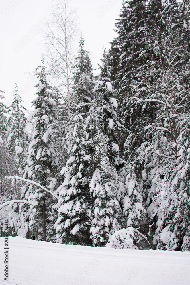 Naklejka premium Turning road, bending road covered with snow in a snowy winter forest during the day