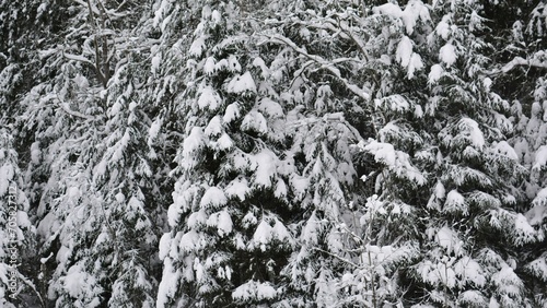 Snow-covered branches of a dense winter forest