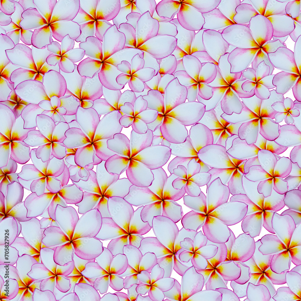 Frangipani flowers seamless pattern on white background. Plumeria print