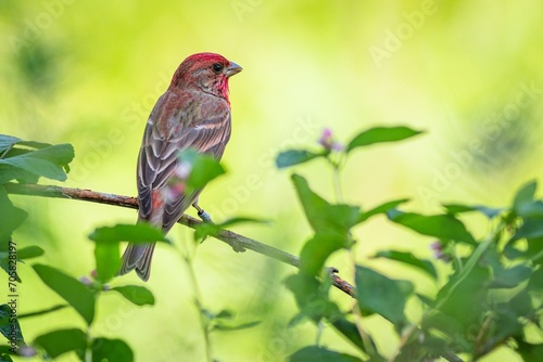 Close up image of the rose finch, a passerine bird with brown back and red head, perching on a twig. Fresh green leaves around. Yellow background.