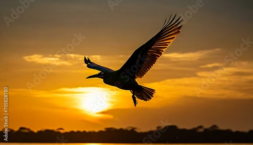 eagle flying in sunset