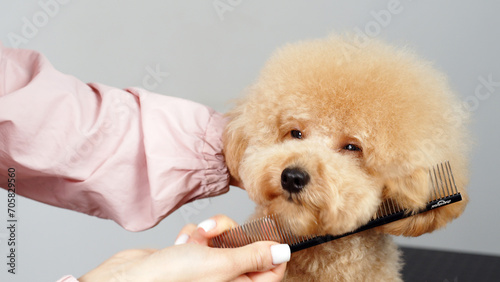 Fototapeta Naklejka Na Ścianę i Meble -  Cute female groomer combing the hair of a small cute maltipoo puppy. A funny little dog sits in a grooming salon or veterinary clinic. Cute poodle dog getting a haircut.