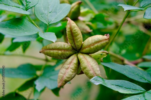 Little carom fruit, Green Star Fruit on a white background. Isolated image on a white background. Nobody